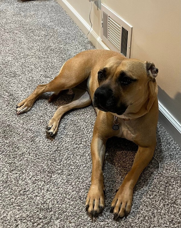 View Nala the Dog Photo #10