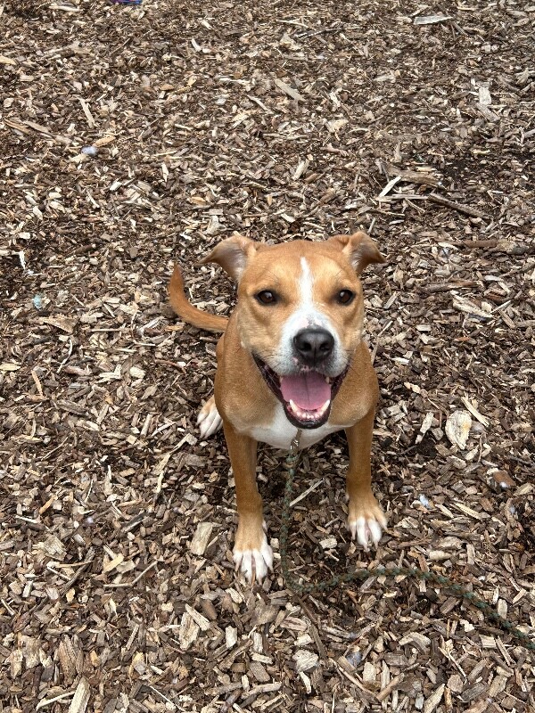 Learn More About Nala Nala - Dog