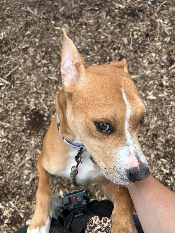 View Nala the Dog Photo #8