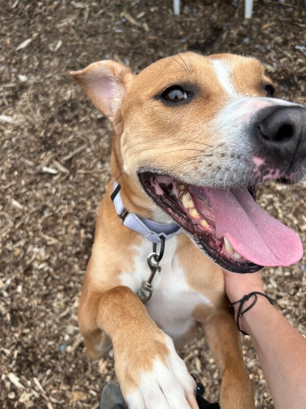 View Nala the Dog Photo #2