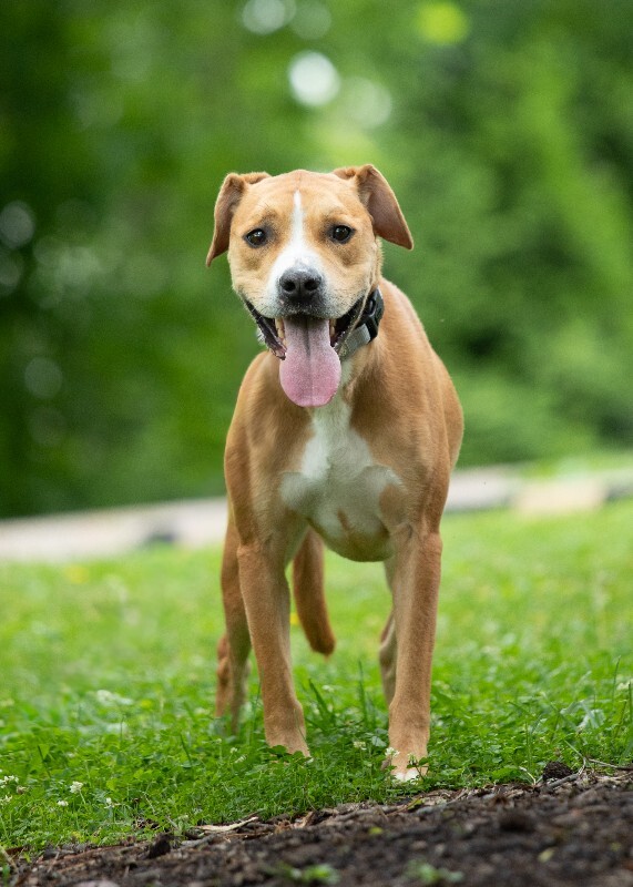 Nala - Dog