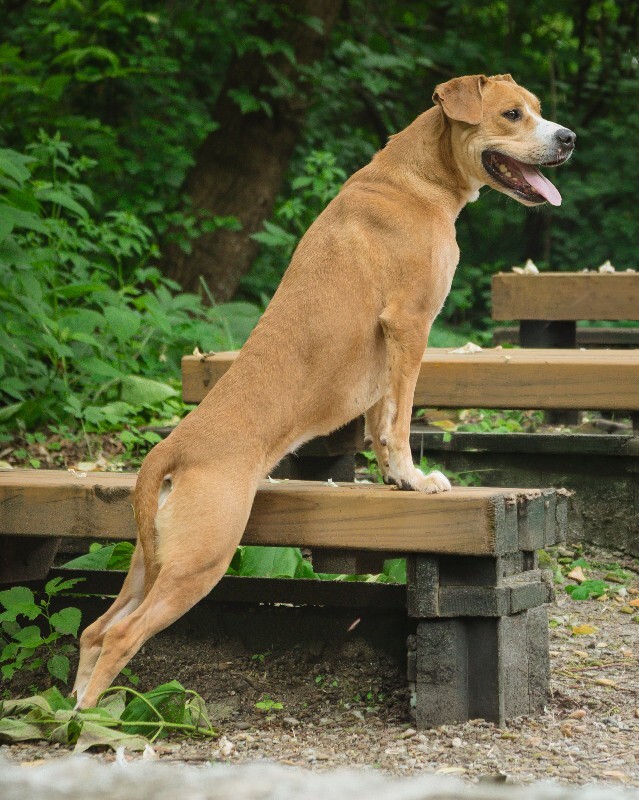 View Nala the Dog Photo #6