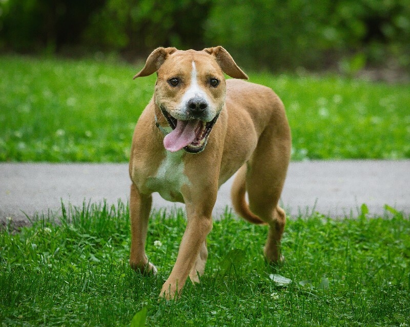View Nala the Dog Photo #5