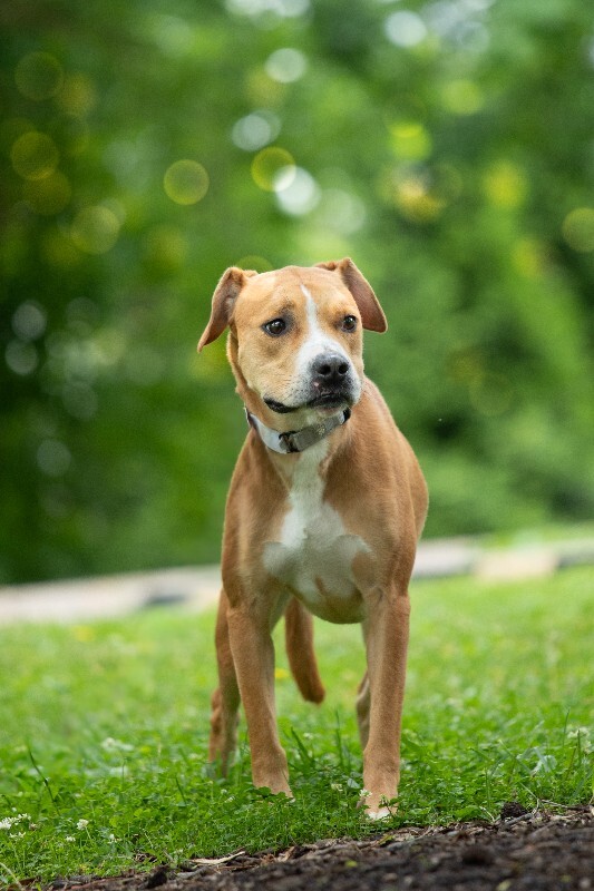 View Nala the Dog Photo #4