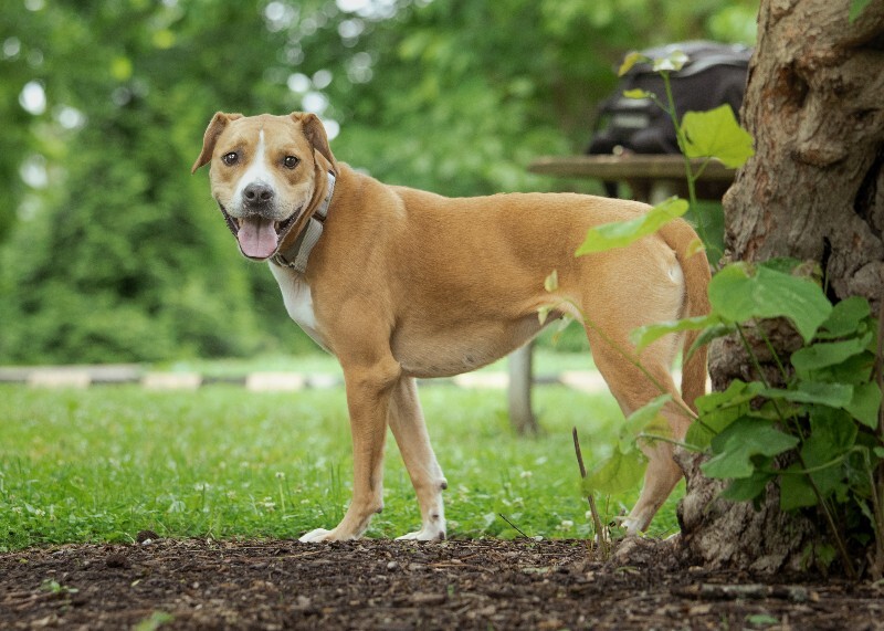 View Nala the Dog Photo #3