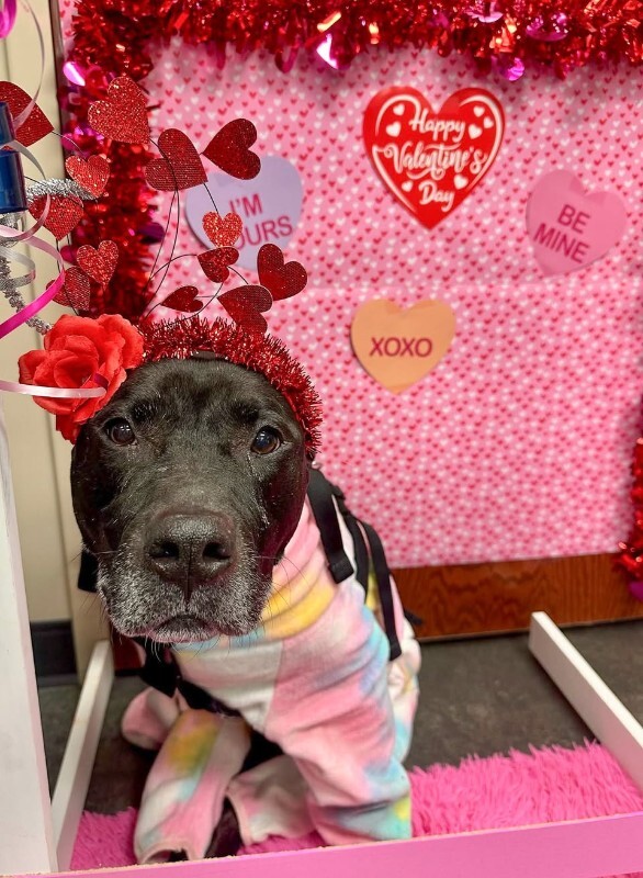 View Tamiami the Dog Photo #5