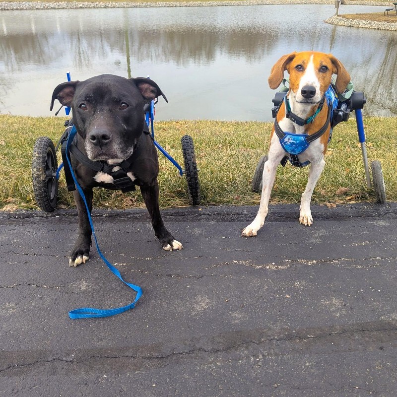 View Tamiami the Dog Photo #20