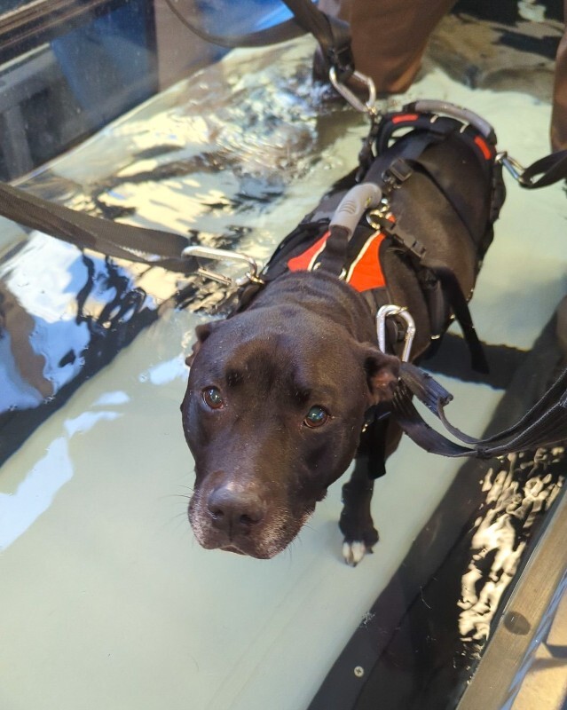 View Tamiami the Dog Photo #21