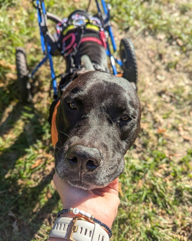 View Tamiami the Dog Photo #14