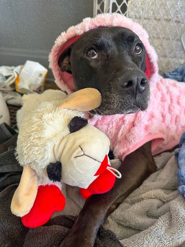 View Tamiami the Dog Photo #3