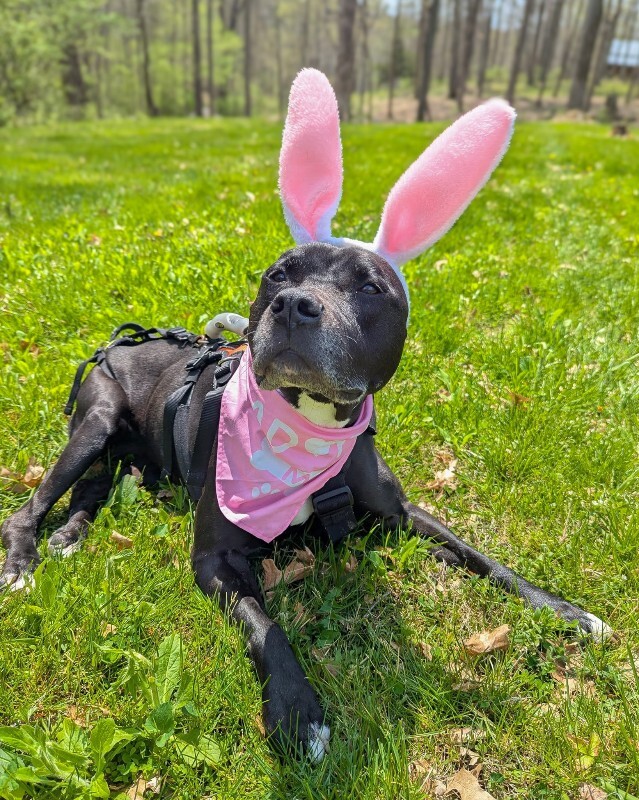 View Tamiami the Dog Photo #18