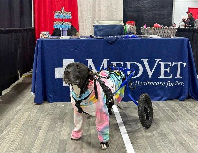 View Tamiami the Dog Photo #6