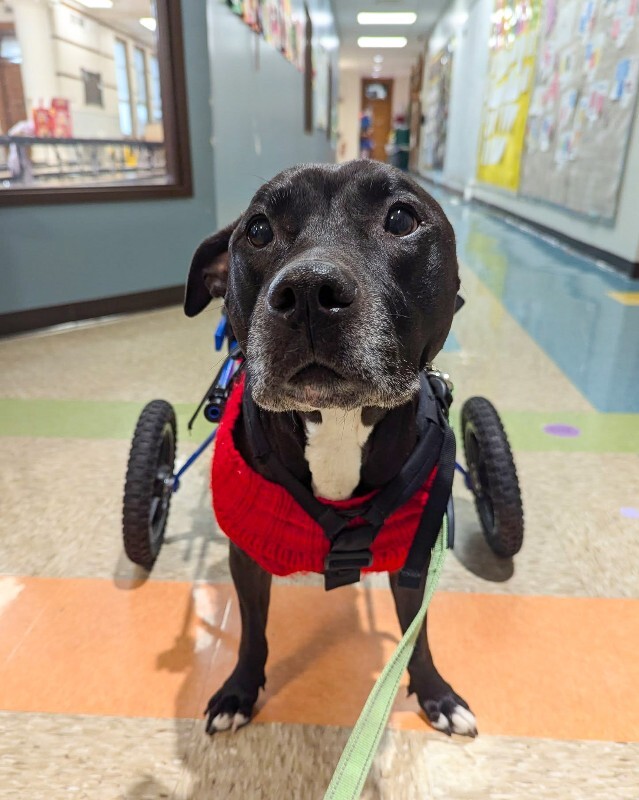 View Tamiami the Dog Photo #12