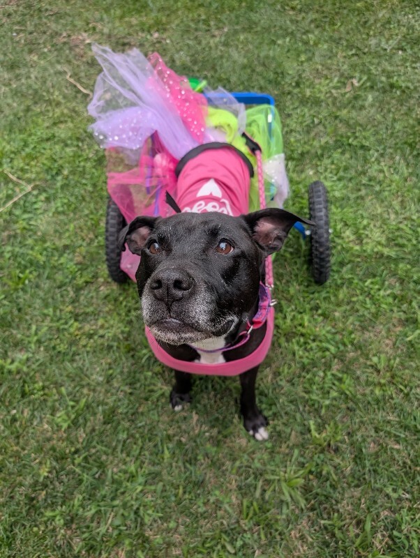 View Tamiami the Dog Photo #7