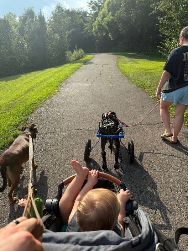 View Tamiami the Dog Photo #16