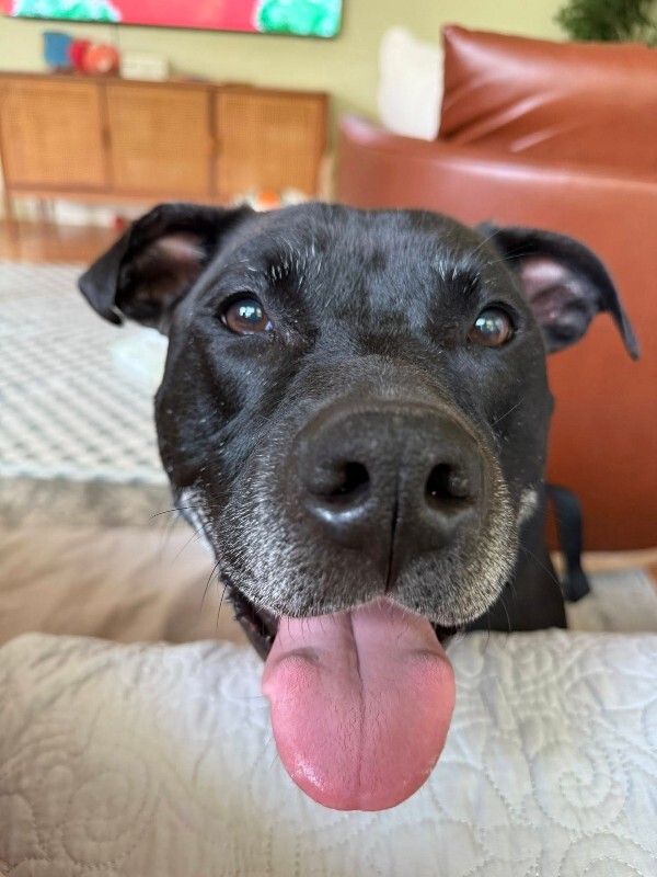 View Tamiami the Dog Photo #2