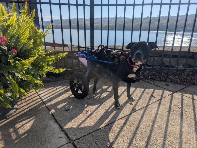 View Tamiami the Dog Photo #9