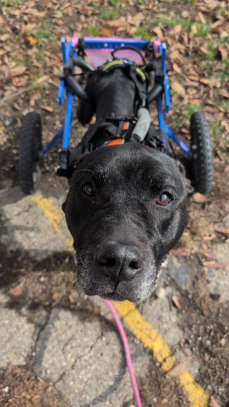 View Tamiami the Dog Photo #8