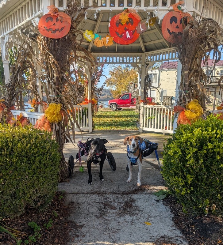 View Tamiami the Dog Photo #10