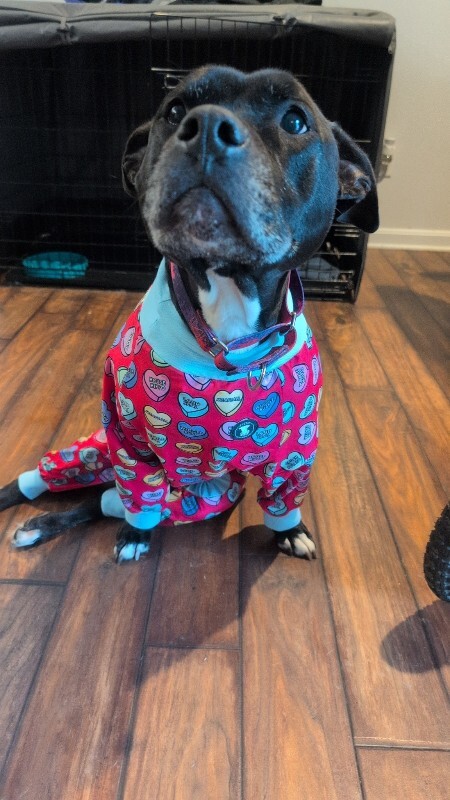 View Tamiami the Dog Photo #4