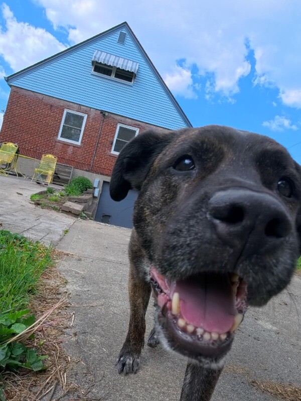 View Bradley the Dog Photo #9