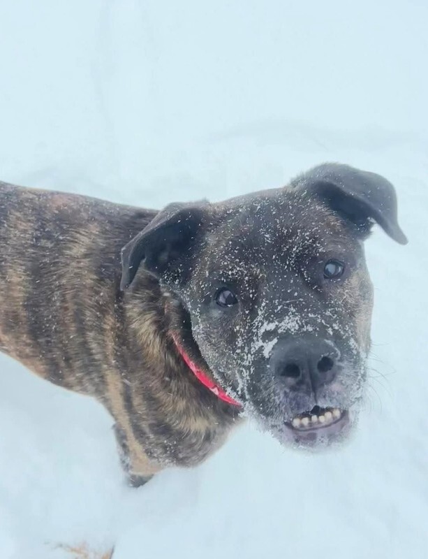 View Bradley the Dog Photo #7