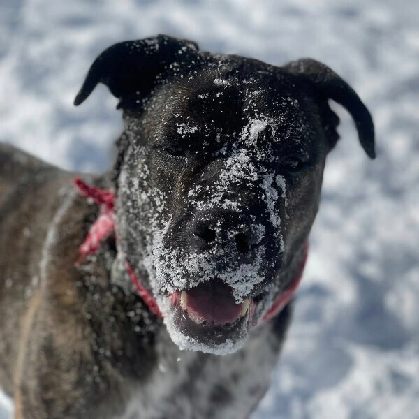 View Bradley the Dog Photo #6