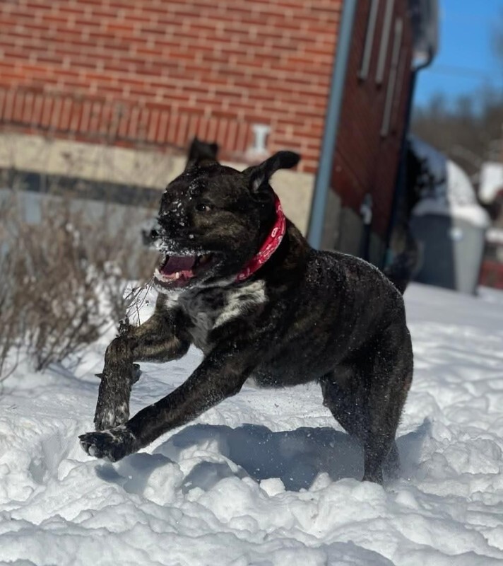 View Bradley the Dog Photo #5