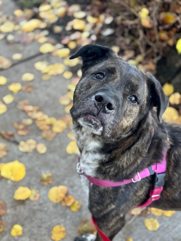 View Bradley the Dog Photo #4