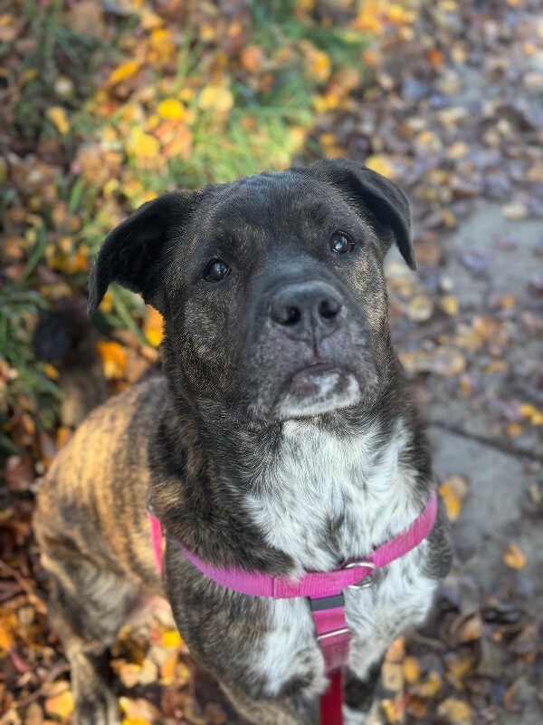 View Bradley the Dog Photo #3