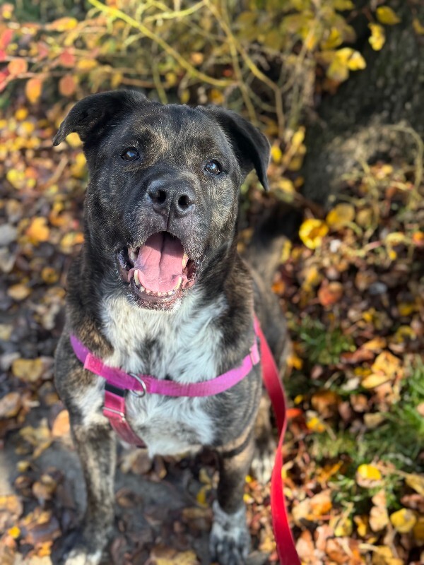 View Bradley the Dog Photo #2