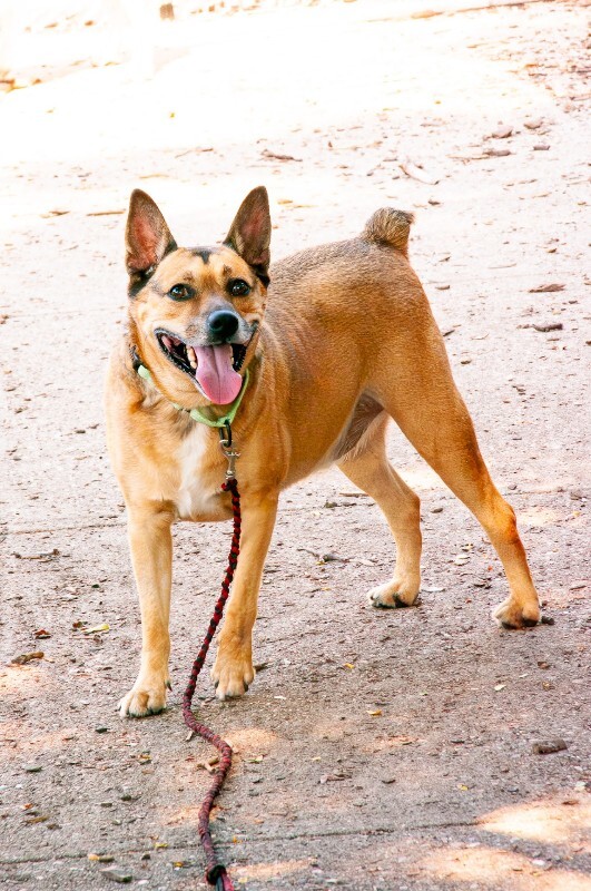 View Bamboo the Dog Photo #2