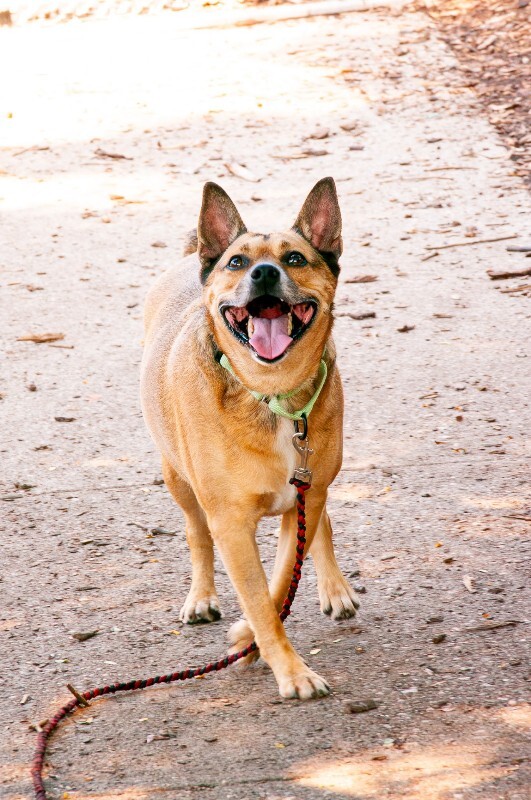 Learn More About Bamboo Bamboo - Dog