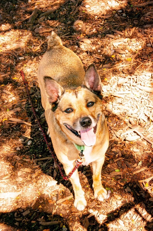 View Bamboo the Dog Photo #4