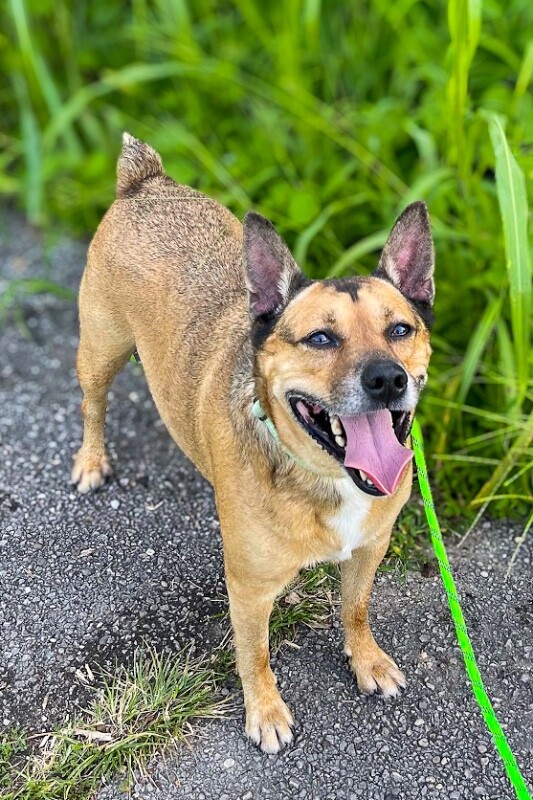 Bamboo - Dog