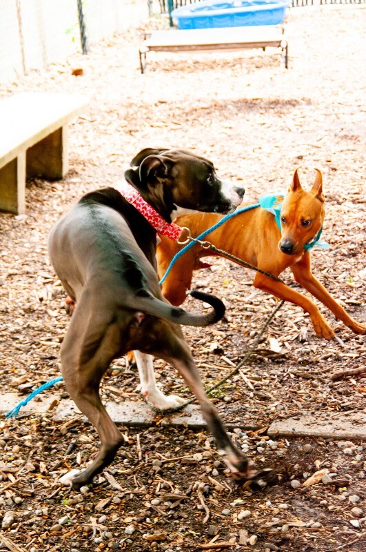View Clyde E Dale the Dog Photo #8