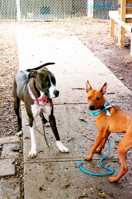 View Clyde E Dale the Dog Photo #7