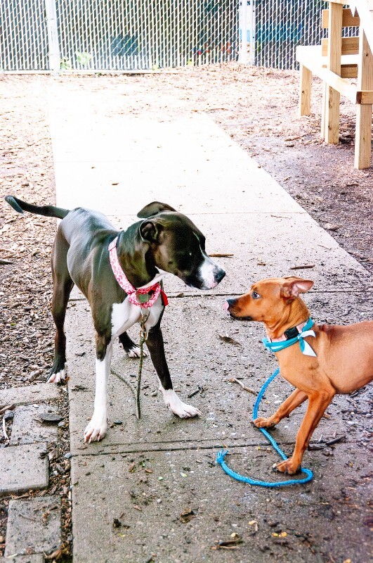View Clyde E Dale the Dog Photo #4