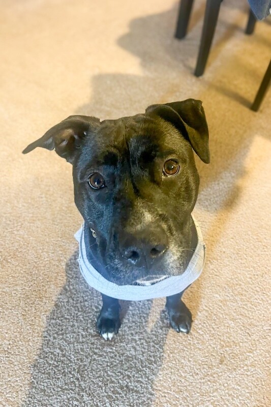 View Samwise the Dog Photo #2