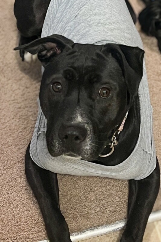 View Samwise the Dog Photo #9