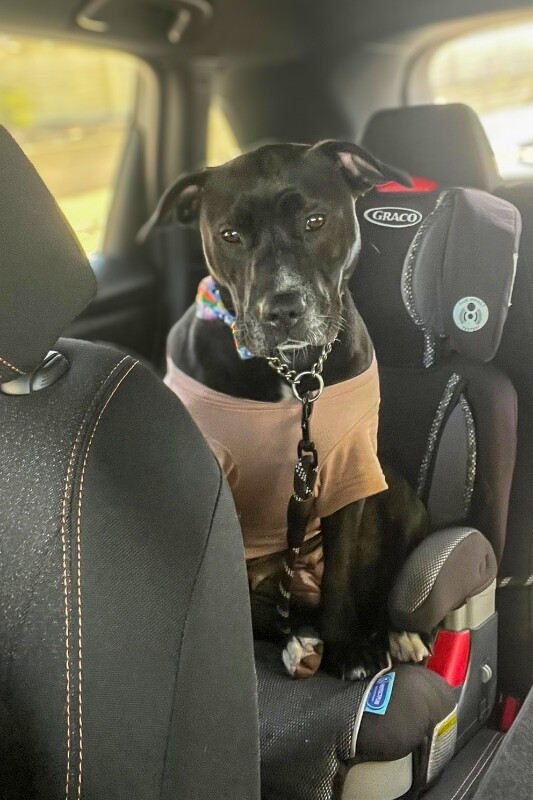 View Samwise the Dog Photo #3