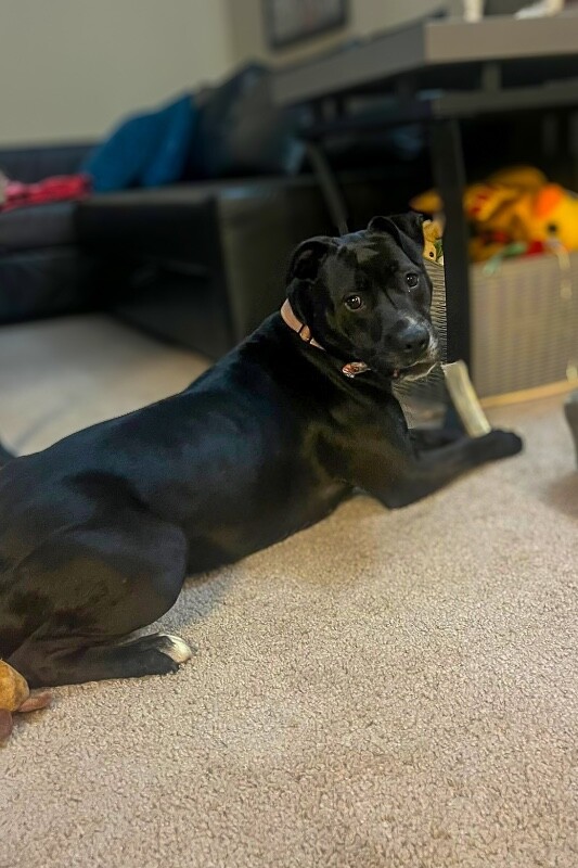 View Samwise the Dog Photo #5