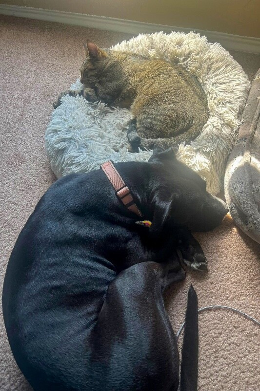 View Samwise the Dog Photo #4