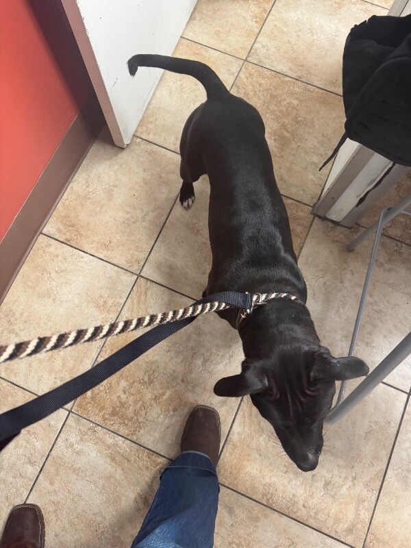 View Sheisty (Actual) the Dog Photo #2