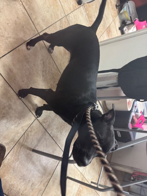 View Sheisty (Actual) the Dog Photo #3