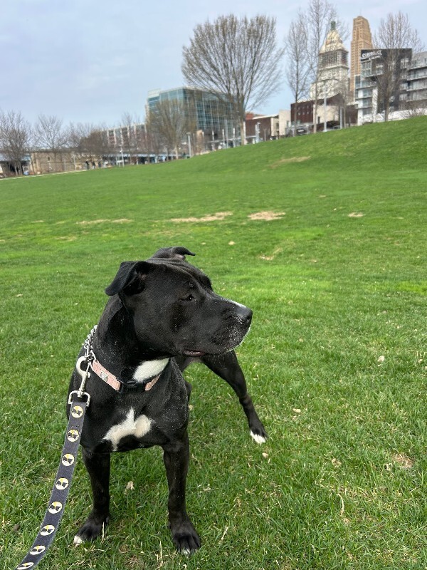 View Samwise the Dog Photo #6