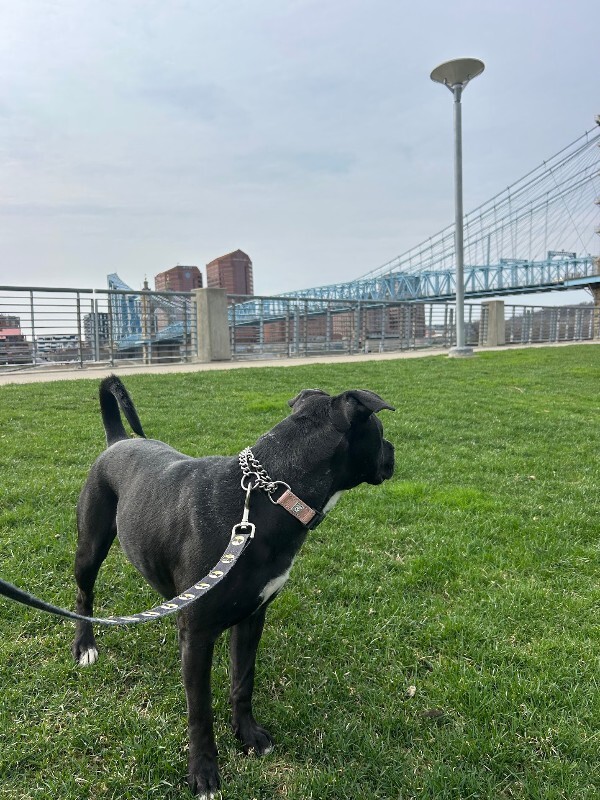 View Samwise the Dog Photo #7