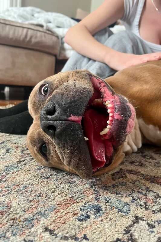 View Kong the Dog Photo #3