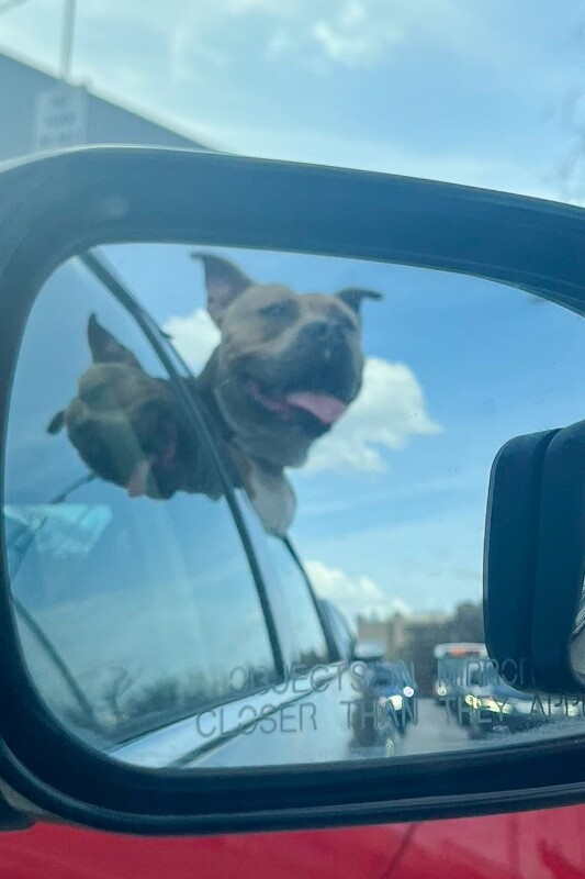 View Kong the Dog Photo #4