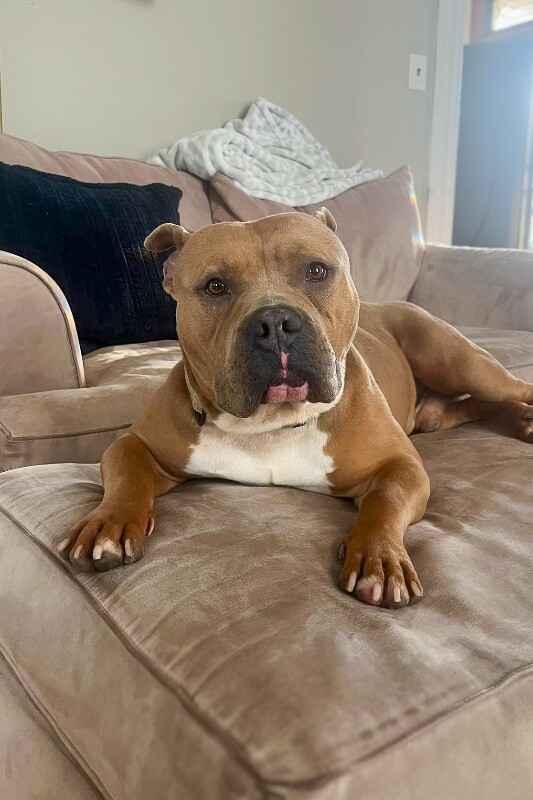 View Kong the Dog Photo #2